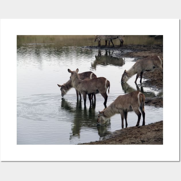 My African Safari - Waterbuck by the water Wall Art by kimbo11